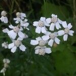 Achillea macrophylla flower picture by Pietro Brignoli (cc-by-sa)