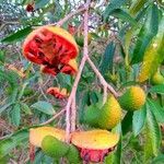 Tabernaemontana catharinensis fruit picture by JP Corrêa Carvalho (cc-by-sa)