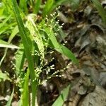 Panicum virgatum flower picture by Straka Kelli (cc-by-sa)