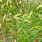 Setaria viridis leaf picture by Martin Bishop (cc-by-sa)