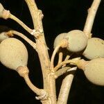 Hampea appendiculata fruit picture by Nelson Zamora Villalobos (cc-by-nc)