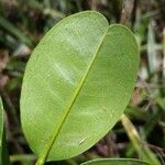 Melicope obscura leaf picture by Schnittler Martin (cc-by-sa)