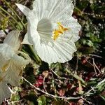 Narcissus cantabricus flower picture by Jesus Velloso (cc-by-sa)