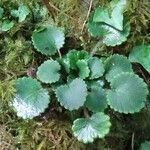 Saxifraga hirsuta habit picture by Alain Bigou (cc-by-sa)