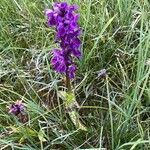 Dactylorhiza majalis flower picture by Richard Walder (cc-by-sa)