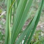 Gladiolus italicus leaf picture by Stéphane Mars (cc-by-sa)