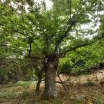 Castanea sativa habit picture by Nathalie Potel (cc-by-sa)