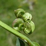 Medicago suffruticosa fruit picture by Llandrich anna (cc-by-sa)