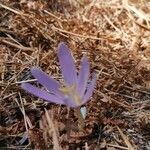 Colchicum corsicum flower picture by Cassia Touchais (cc-by-sa)