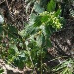 Urtica urens habit picture by cscoq (cc-by-sa)