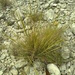 Stipa offneri habit picture by bas yves (cc-by-sa)