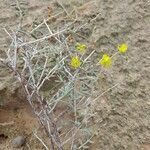 Helianthemum lippii habit picture by M. Hedayat (cc-by-sa)