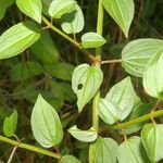 Arthrostemma ciliatum leaf picture by Nelson Zamora Villalobos (cc-by-nc)