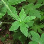 Geranium reflexum leaf picture by Emanuele Santarelli (cc-by-sa)