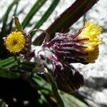 Senecio comosus flower picture by Fabien Anthelme (cc-by-sa)