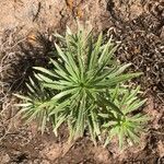 Echium leucophaeum leaf picture by Carlos Duque (cc-by-sa)