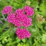 Achillea distans flower picture by Virginie L. (cc-by-sa)