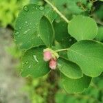 Symphoricarpos albus leaf picture by Roman Brunsteiner (cc-by-sa)