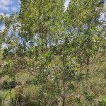 Baccharis dracunculifolia habit picture by Felipe Domingos de Souza Felipe (cc-by-sa)