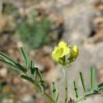 Hippocrepis ciliata flower picture by Llandrich anna (cc-by-sa)