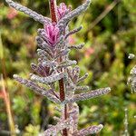 Neobartsia laniflora leaf picture by Fabien Anthelme (cc-by-sa)