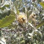 Quercus ithaburensis fruit picture by Metin Pilge (cc-by-sa)