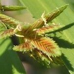 Cyperus alternifolius fruit picture by Yoan MARTIN (cc-by-sa)