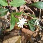 Stellaria pubera flower picture by Debbye (cc-by-sa)