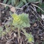 Sideritis montana leaf picture by Anouk Reinhard (cc-by-sa)