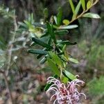 Grevillea sericea habit picture by Boris Therock (cc-by-sa)