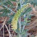 Prosopis farcta flower picture by Mehmet Basbag (cc-by-sa)