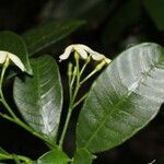 Tabernaemontana alba flower picture by Nelson Zamora Villalobos (cc-by-nc)