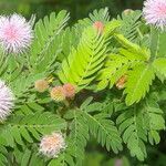 Mimosa tricephala flower picture by Nelson Zamora Villalobos (cc-by-nc)