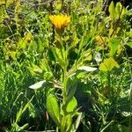 Calendula arvensis habit picture by Kim P. (cc-by-sa)