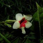 Mandevilla hirsuta flower picture by Nelson Zamora Villalobos (cc-by-nc)