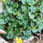 Ranunculus ficaria habit picture by Frederic Vieilledent (cc-by-sa)