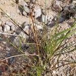 Juncus alpinoarticulatus leaf picture by Kaija Soini (cc-by-sa)