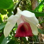 Sobralia helleri flower picture by Víquez Carazo Manuel (cc-by-sa)