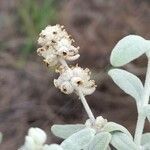 Buddleja cordobensis flower picture by Trap Hers (cc-by-sa)