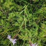 Dianthus superbus habit picture by Maurizio Azzini (cc-by-sa)