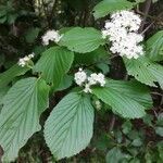 Viburnum dilatatum flower picture by Hissanova Nakamrah (cc-by-sa)