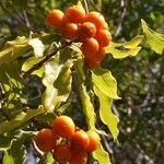 Pittosporum senacia fruit picture by Sarami (cc-by-sa)