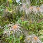 Clematis tangutica fruit picture by Christophe Christophe (cc-by-sa)