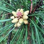 Pinus nigra fruit picture by Dominique LEFEBVRE (cc-by-sa)