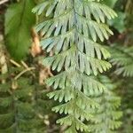 Hymenophyllum pectinatum leaf picture by Daniel Barthelemy (cc-by-nc)