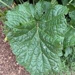 Crambe cordifolia leaf picture by michel job (cc-by-sa)