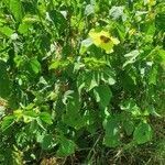 Hibiscus calyphyllus habit picture by susan brown (cc-by-sa)