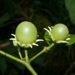 Lycianthes pauciflora fruit picture by Nelson Zamora Villalobos (cc-by-nc)