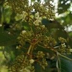 Harungana madagascariensis flower picture by Gnagbo Anthelme (cc-by-sa)