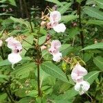 Impatiens glandulifera flower picture by Hans- Jürgen Langer (cc-by-sa)